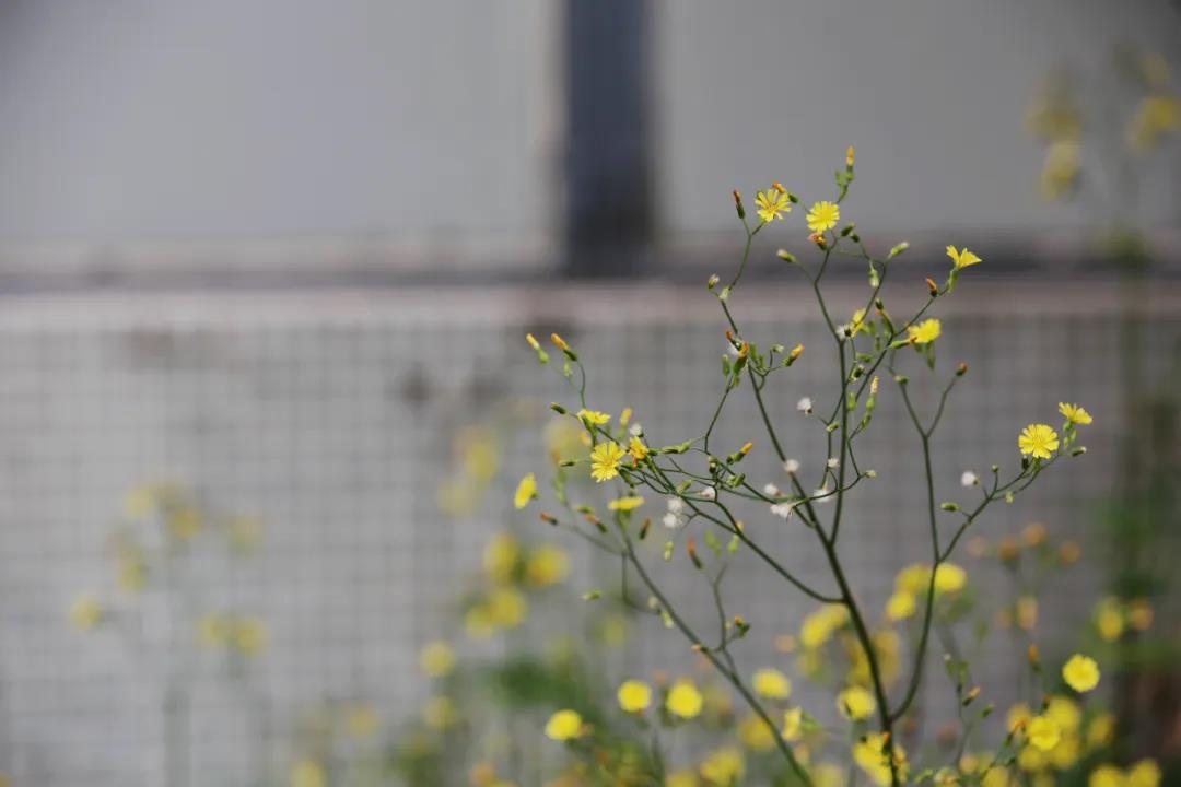 微信图片_20200325211704.jpg